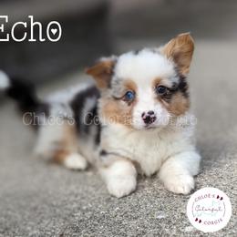 American Corgi, Cardigan Welsh Corgi, and Pembroke Welsh Corgi Puppies from Chloe's Colorful Corgis
