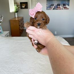 Cavapoo Puppies from Wonderful World Doodles