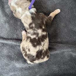 Ginger Snap - Red merle female Australian Shepherd puppy in Columbia Falls, Montana from Firefly Horse Co Wellness Retreat Center