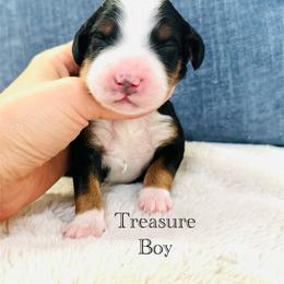 Treasure - Tri-color male Bernedoodle puppy in Waco, Texas from Blessings Pups Doodles