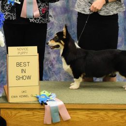 Kane - Pembroke Welsh Corgi