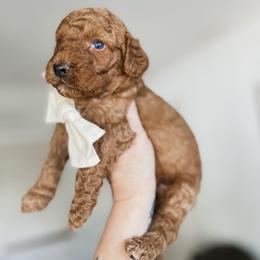 Woods - Red  male Goldendoodle puppy in Hopkins County, Texas from Boutique Doodles
