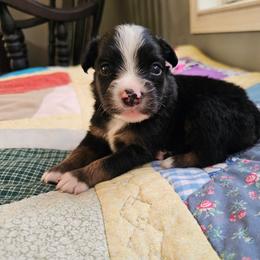Scout - Black tri male Miniature Australian Shepherd puppy in Dunnellon, Florida from Ever After Mini Aussies