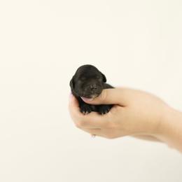 Green Collar Boy - Black male Cavapoo puppy in Republic, Missouri from Red Skye Puppies
