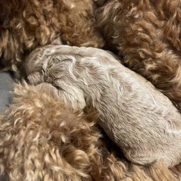 Bernedoodle, Bernese Mountain Dog, Cavalier King Charles Spaniel, and Goldendoodle Puppies from Adventure Doodles Of East TN