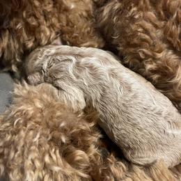Bernedoodle, Bernese Mountain Dog, Cavalier King Charles Spaniel, and Goldendoodle Puppies from Adventure Doodles Of East TN