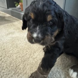 Bernedoodle Puppies from Dashing Doodles