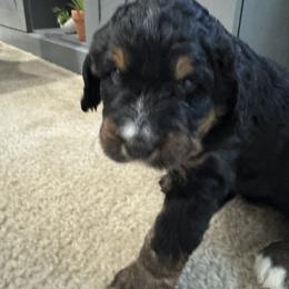 Bernedoodle Puppies from Dashing Doodles