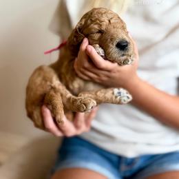 Dolly (pink) - Apricot female Goldendoodle puppy in Hutto, Texas from Crystal's Goldendoodles