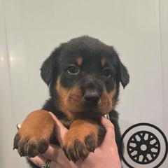 Black sport puppy - Black and rust male Beauceron puppy in Batavia, New York from Oakland Beaucerons