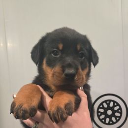 Black sport puppy - Black and rust male Beauceron puppy in Batavia, New York from Oakland Beaucerons
