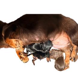 Black and Cream AKC Gch Sired Female - Black and cream female Dachshund puppy in Medina, Ohio from STORIED DOXIES