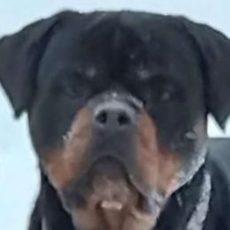 Moose - Rottweiler