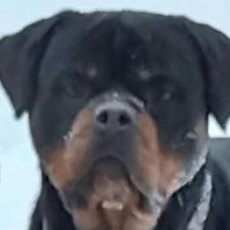 Moose - Rottweiler