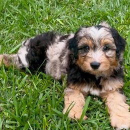 Sawyer - Blue merle male Miniature American Shepherd puppy in Crowley, Texas from Nelson's Aussies and Aussiedoodles