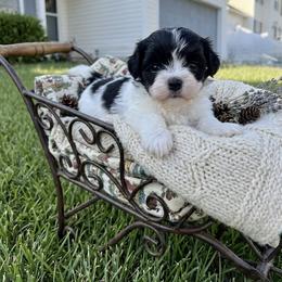 Boy 1 - Black and white male Havanese puppy in Charlotte, North Carolina from Butterfly Havanese