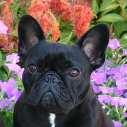 English Toy Spaniel and French Bulldog All Grown Up from Renaissance French Bulldogs and English Toy Spaniels