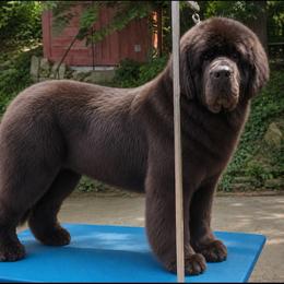Stealth - Newfoundland