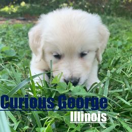 Golden Retriever Puppies from Nina's Golden hour