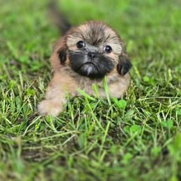 Bashful - Red and tan male Shih Tzu puppy in Cabot, Arkansas from Borderland's Kennel