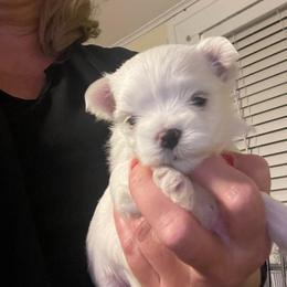 AKC Male 1 - White male Maltese puppy in Wilson, New York from Maltese By Valerie