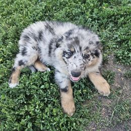 Willie - Blue merle male Australian Shepherd puppy in Clarkston, Utah from 3am Riot Ranch