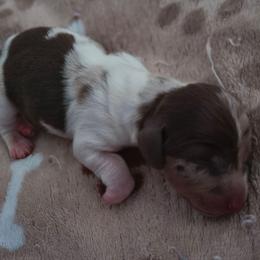 Liberty - Dapple male Dachshund puppy in Ocala, Florida from Seaside Dachshunds