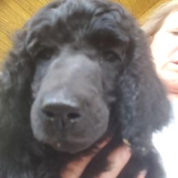 Puppy 9- (Tet) MALE - Black male Poodle puppy in Crewe, Virginia from Whispering Woods Farms LLC