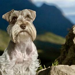 Coffecito - Miniature Schnauzer
