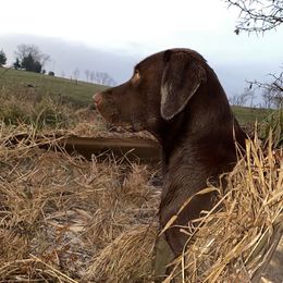 Dilute Retriever and Labrador Retriever Puppies from CKB Labradors