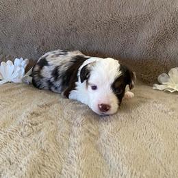 Rusty - Red merle male Miniature Australian Shepherd puppy in Oroville, Washington from High Mountain Aussies