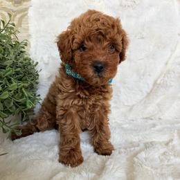 Milo - Red  male Poodle puppy in Bakersfield, California from California Red Poodles