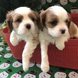 Cavalier King Charles Spaniel All Grown Up from Cutie Pie Cavaliers