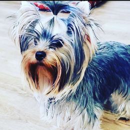 Bella - Yorkshire Terrier
