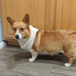 Sophie - Pembroke Welsh Corgi