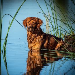 Tess - Golden Retriever