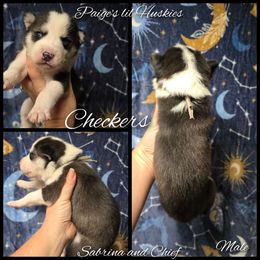 Checkers - Black and white male Siberian Husky puppy in Bloomfield, Indiana from Paiges lil huskies