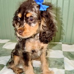 Quinn - Merle female Cockapoo puppy in Pasadena, Texas from Toledo Creek Doodles