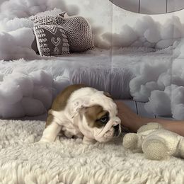 Bulldog Puppies from Sweet Rolls