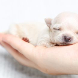 Chihuahua, Pomeranian, and Shih Tzu Puppies from PNW Designer Toy Breeds