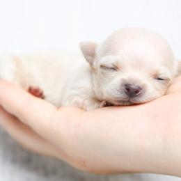 Chihuahua, Pomeranian, and Shih Tzu Puppies from PNW Designer Toy Breeds