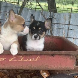 Border Collie and Pembroke Welsh Corgi Puppies from Whisenhunt Farms