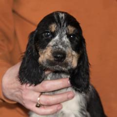English Cocker Spaniels from Jeri's English Cockers