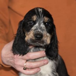English Cocker Spaniels from Jeri's English Cockers