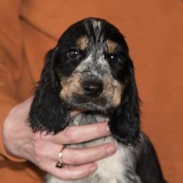 English Cocker Spaniels from Jeri's English Cockers