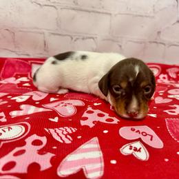 Rainslee - Piebald female Dachshund puppy in Colbert, Oklahoma from Brooke Crenshaw