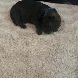 Blue - Sable male German Shepherd puppy in Andalusia, Alabama from Keisha's German Shepherds