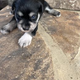 Miniature Schnauzer Puppies from Whistling Dixie Schnauzers