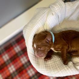 Goldendoodle Puppies from The Doodle grove