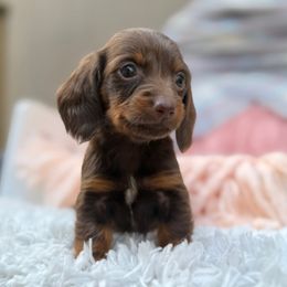 Molly - Chocolate and tan female Dachshund puppy in Decatur, Mississippi from KP Dachshunds